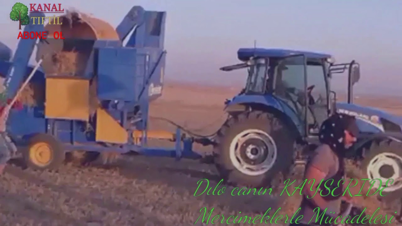 Mercimek patozu ve nasıl hasat edilir,