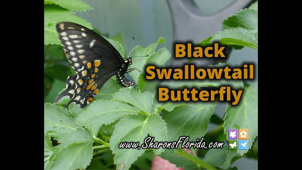 Black Swallowtail Butterfly