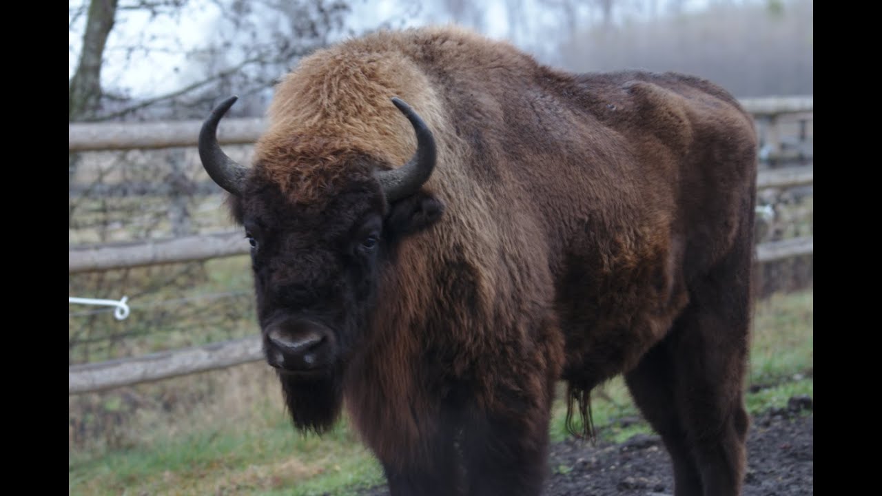Die Wisente des Donaumooses / The European Bison of the Donaumoos