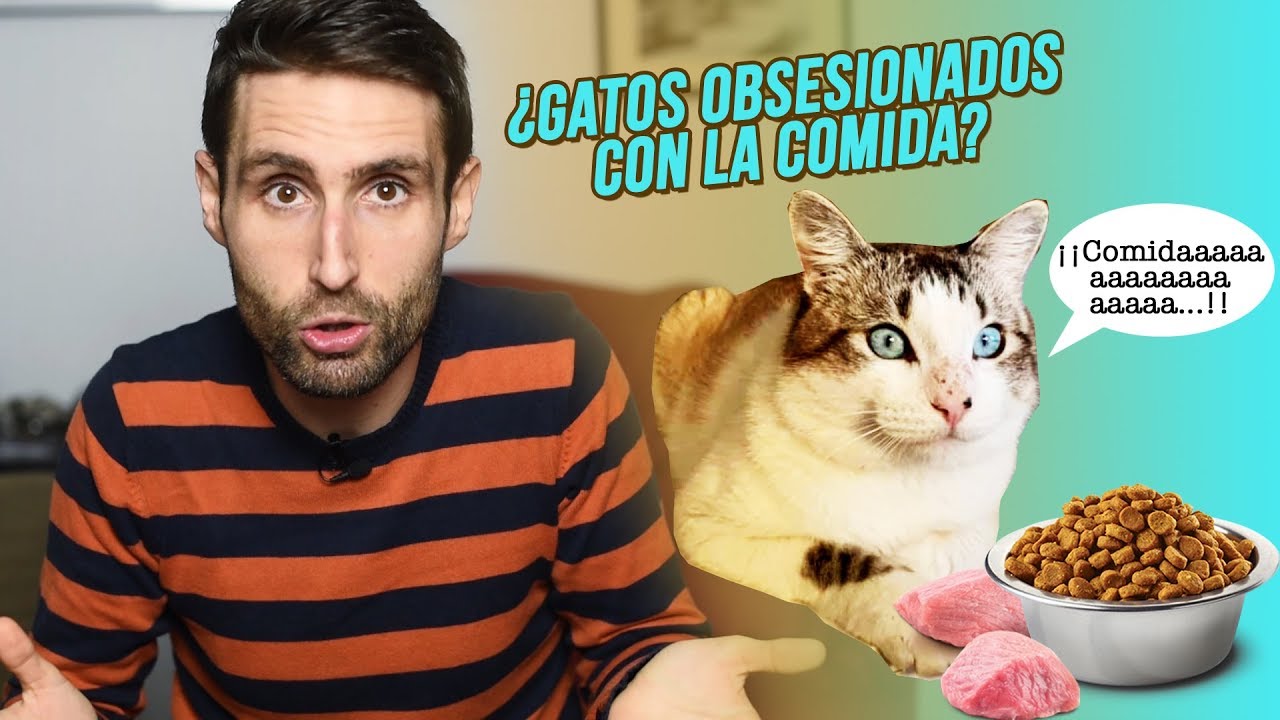 ¿Cómo calmo la ansiedad por la comida de mi gato con sobrepeso?
