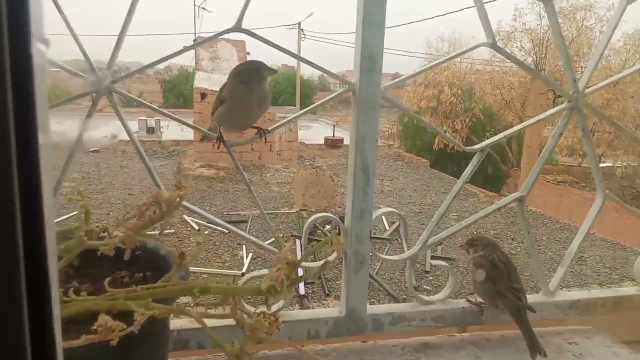 كيد الرجال بغا يلعب بيا وبكيد النساء قريتو وربيتو  ورجع بحال الخاتم فيديا واش الخطة ديالي مزيانة ⁉️