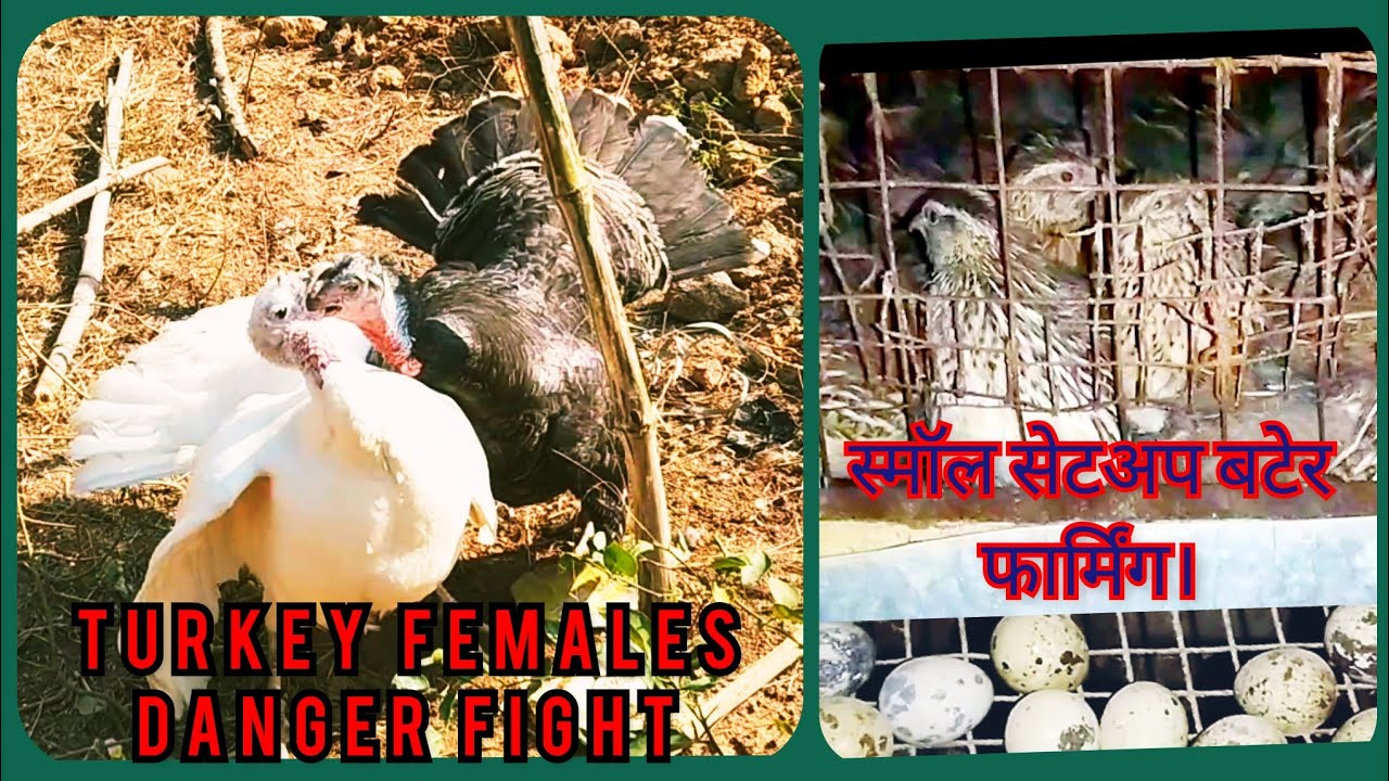 Turkey fight / Turkey farm / wild Turkey form / Small setup #quail farming. /