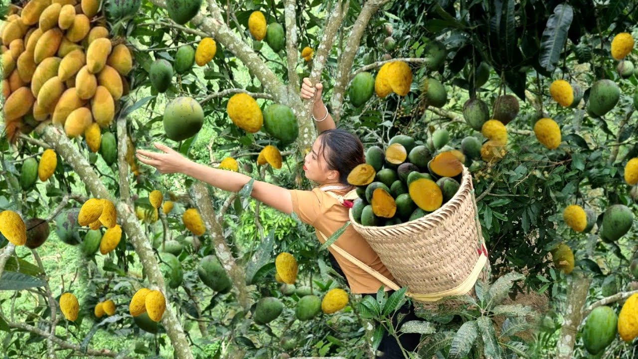 Full video: 120 days of mango harvesting, catching giant fish to sell at the market