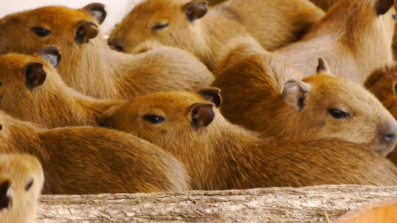 那須どうぶつ王国に 11匹カピバラ赤ちゃん登場 (11 baby capybaras at Nasu Animal Kingdom)