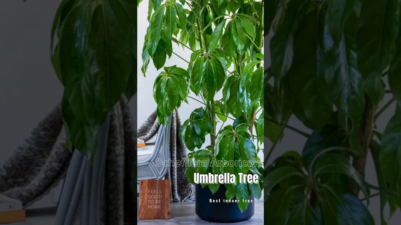 Best indoor Plants : Umbrella Tree #indoorplants #officeplants #homedecor #umbrellatree