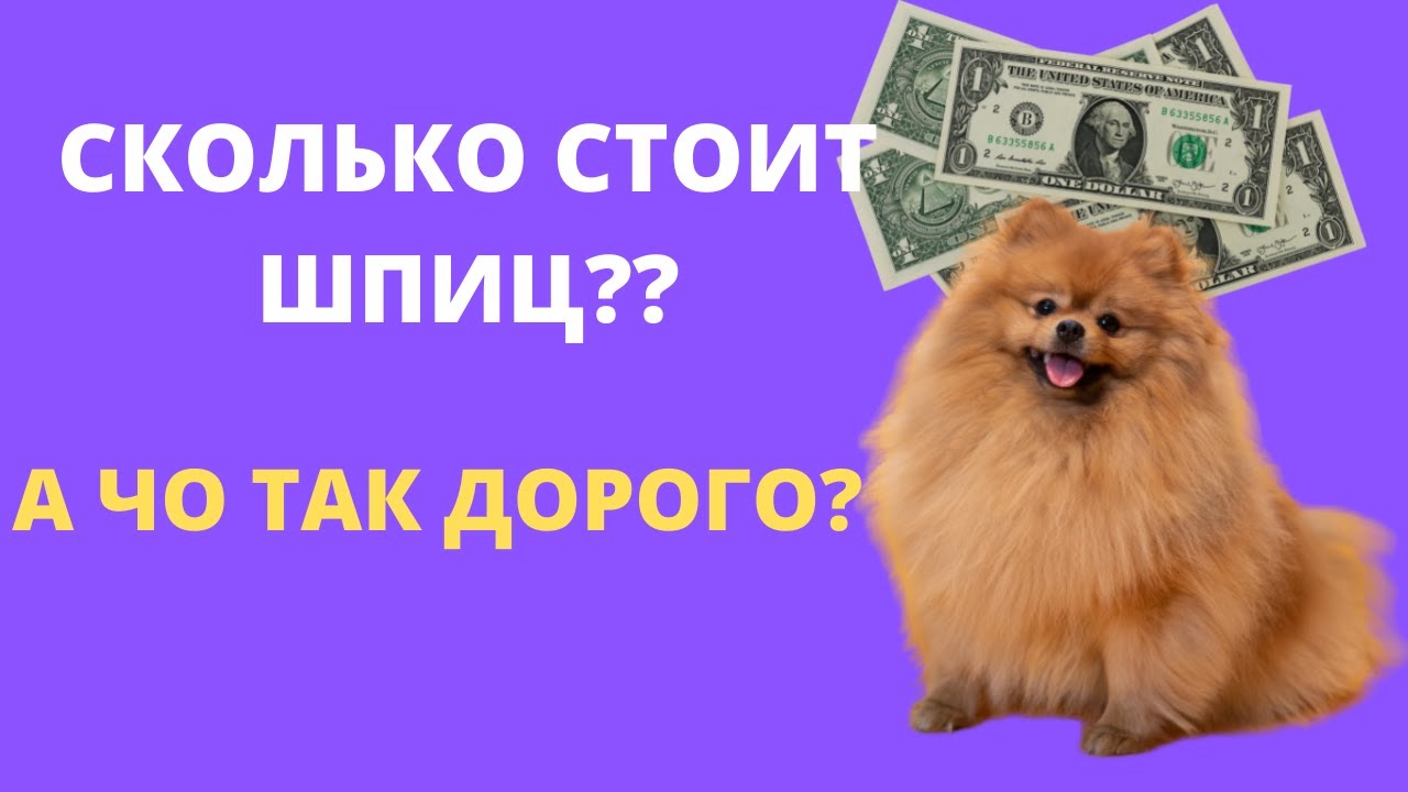 ГДЕ КУПИТЬ ПОМЕРАНСКОГО ШПИЦА НЕДОРОГО? СТОИМОСТЬ ШПИЦА?