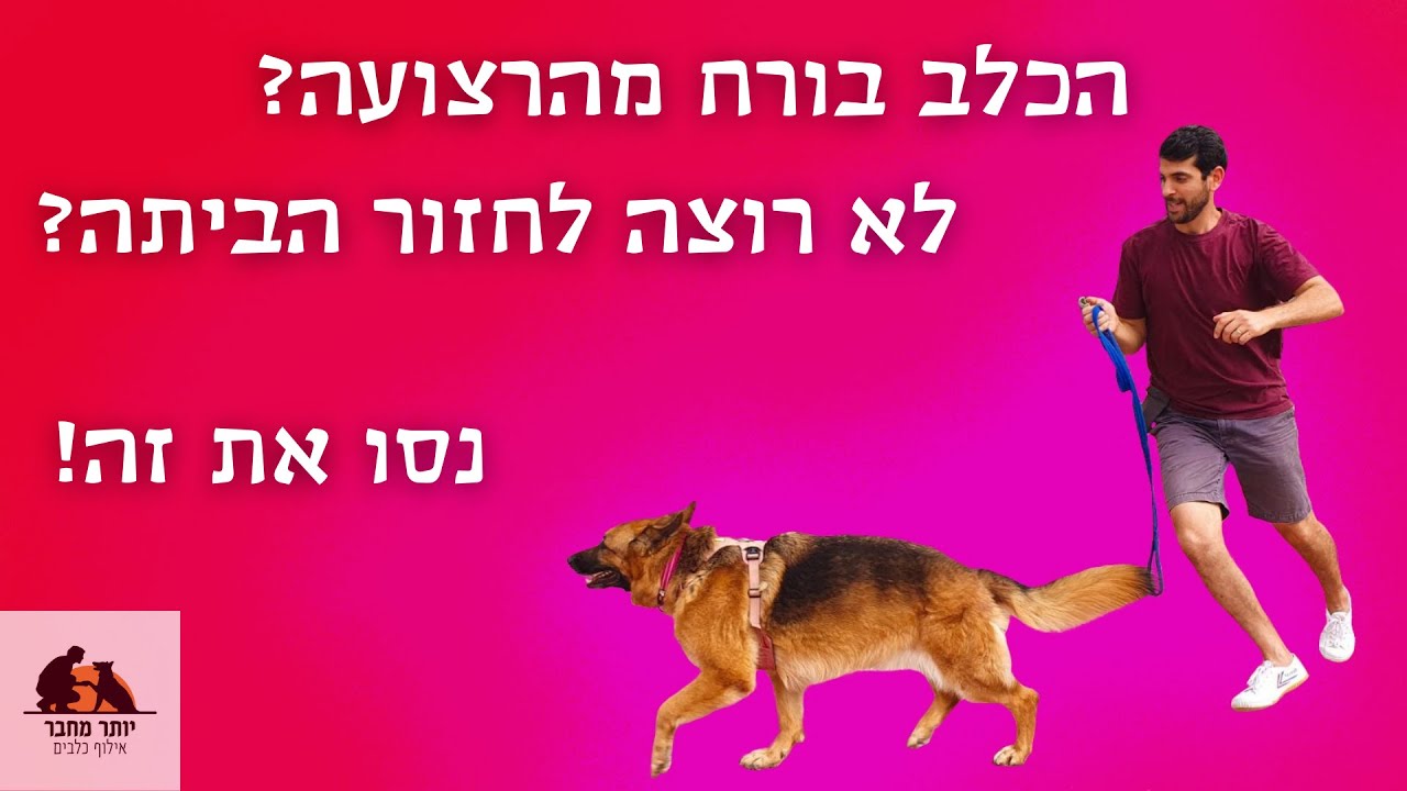 הכלב בורח מהרצועה ולא רוצה לחזור הביתה? - נסו את זה!