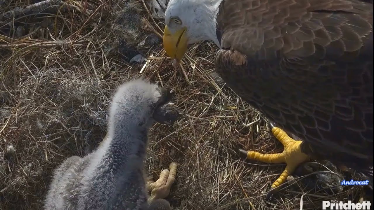 SWFL Eagles 1-5-26.  E26's FIRST PELLET CASTING, a GNARLY ONE; 18 Days Old! F23 Delivers Fresh Fish!