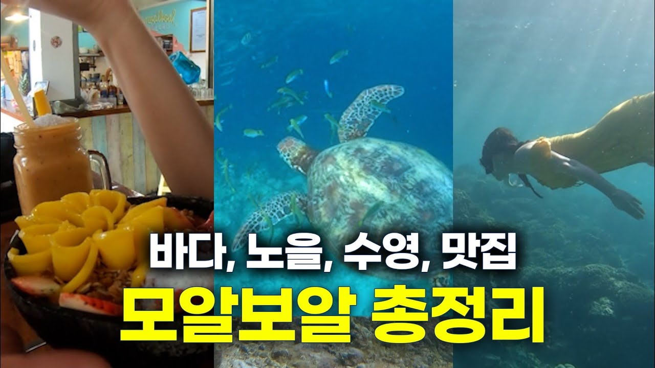 [세부 모알보알 여행 총정리] 지금 당장 떠나고 싶은 당신에게 필요한 1시간