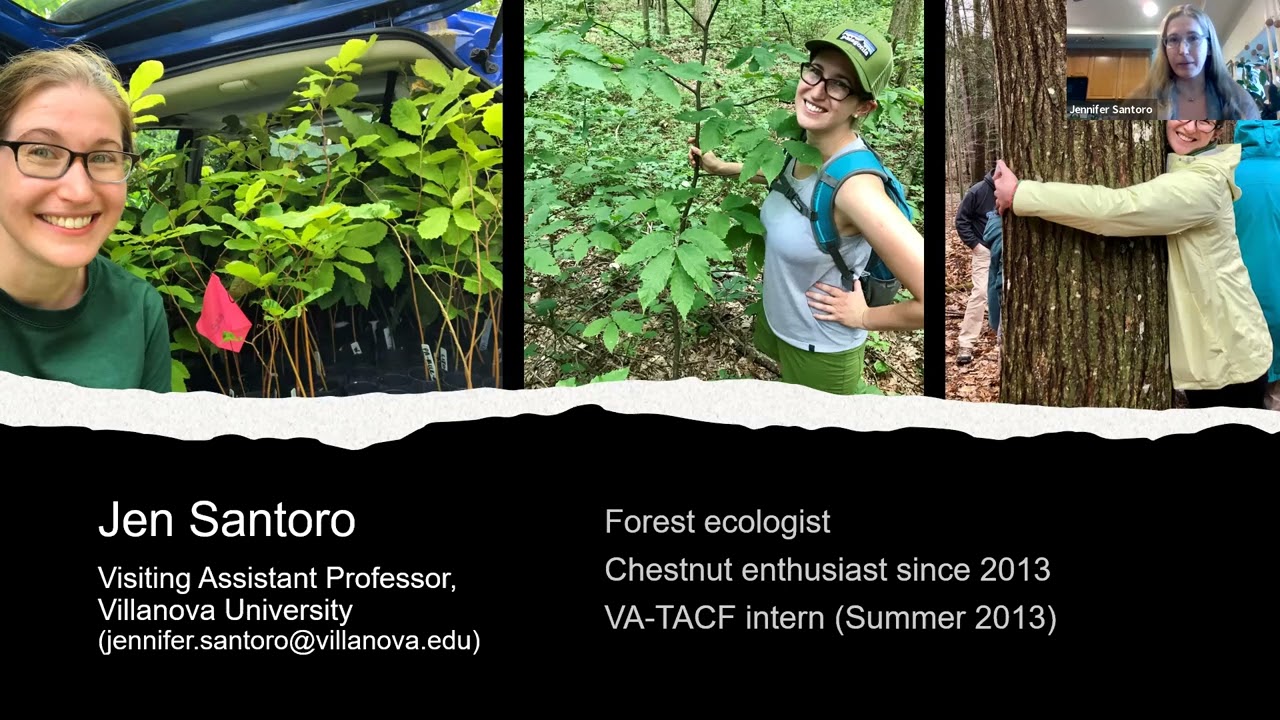 Chestnut Chat: Habitat Suitability