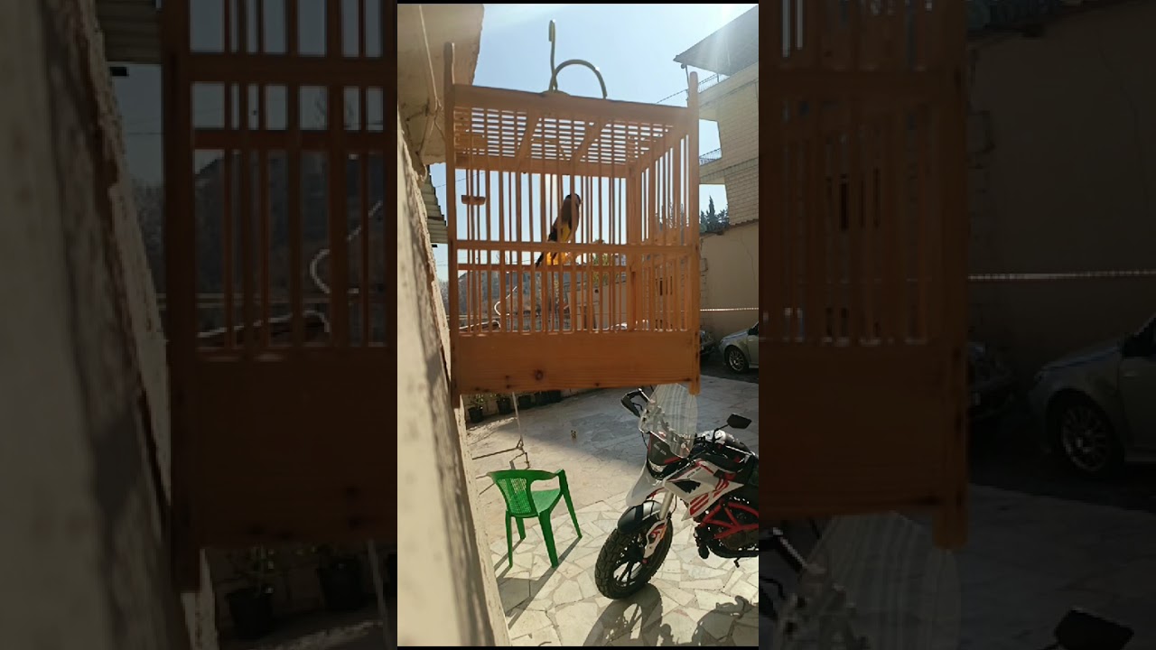 حسون جميل سوري، تبارك الله 