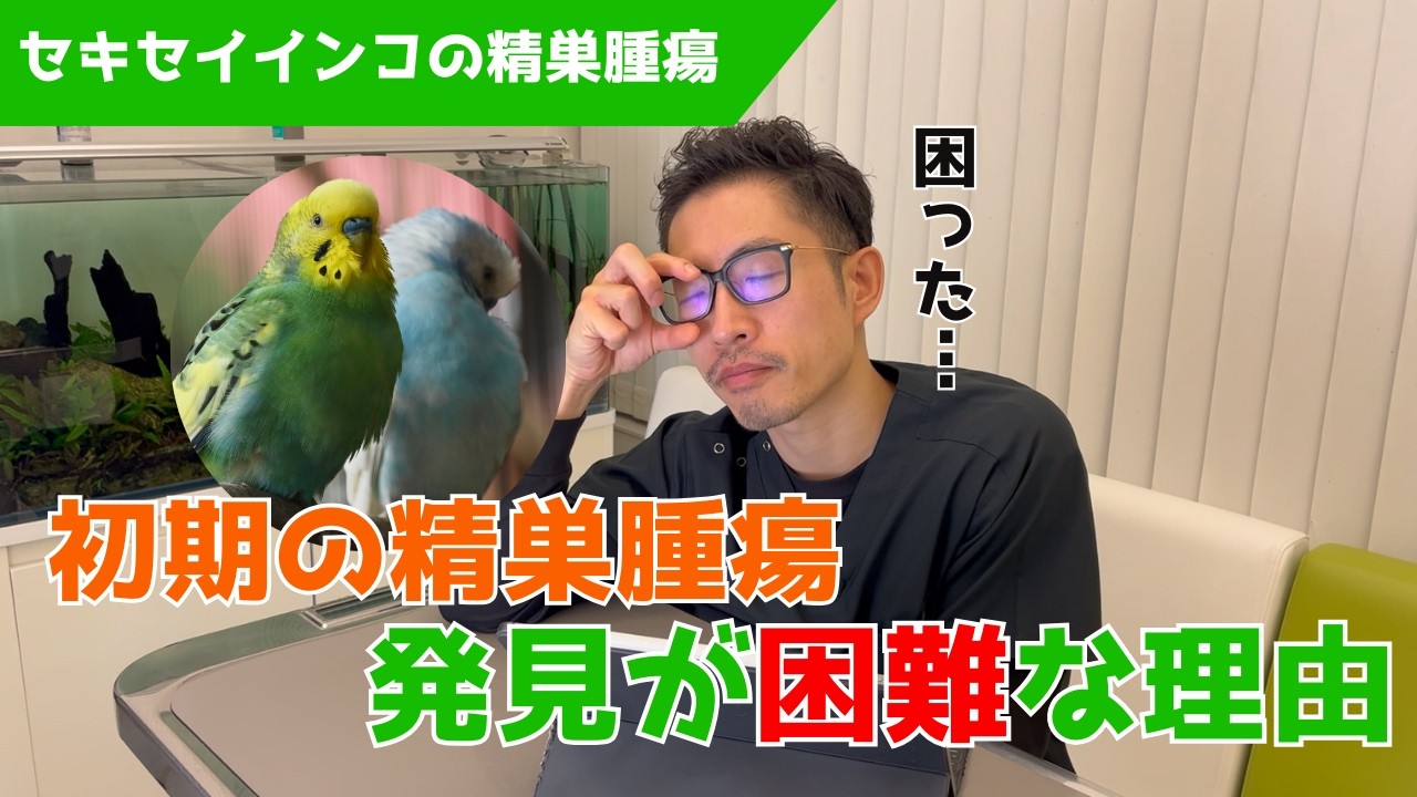 【質問コーナー】セキセイインコがおしゃべりをたくさんしているだけでも発情過多になる？セキセイインコが新しく設置したとまり台に乗ってくれない...どうするべき？