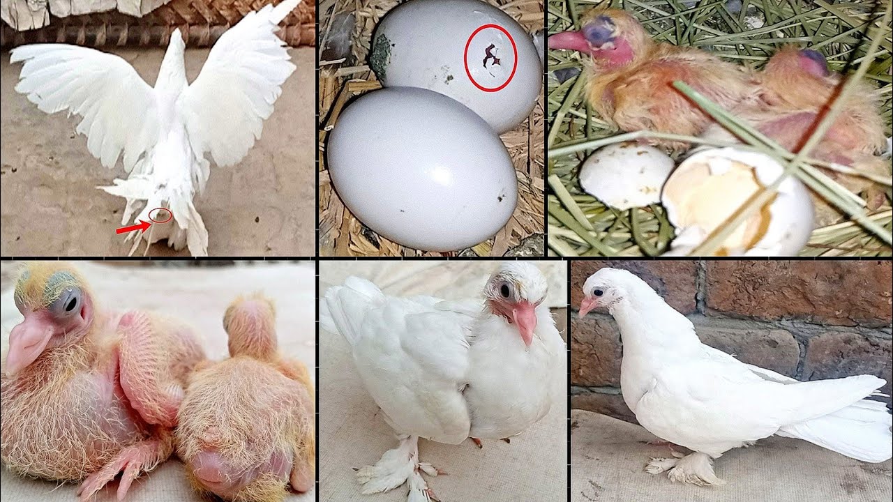 white lucky pigeon baby have grown up || lucky pigeon baby growth video day 1 to 36 Day