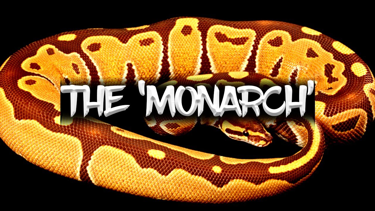 The 'Monarch' Ball Python!