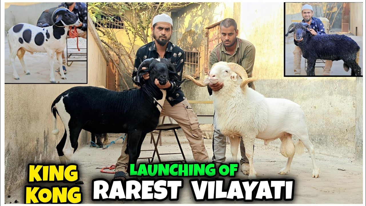 KING KONG👑 The Rarest & Finest Vilayati Menda in India | Haji Sahab Goat Farm Bhiwandi |
