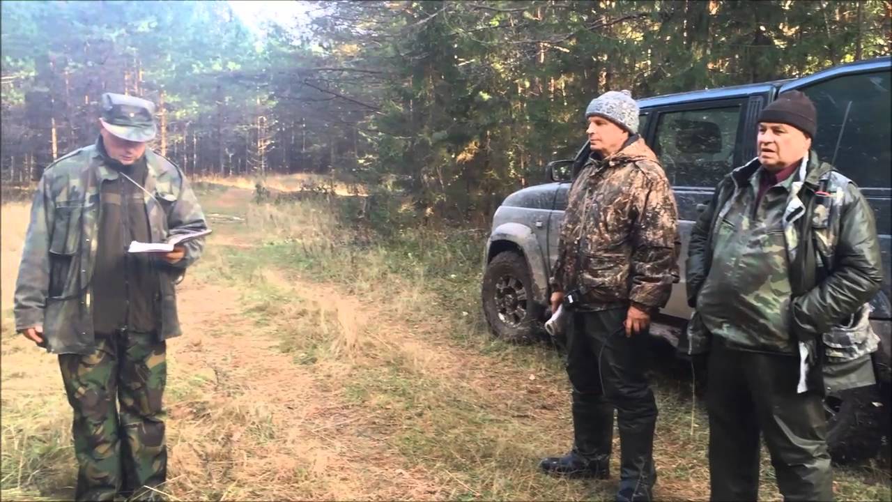 Русская гончая  БОЦМАН-охотничий  ВПКОС 3559/11  вл. Медведчиков А.П. г.Киров 16.10.15 г.