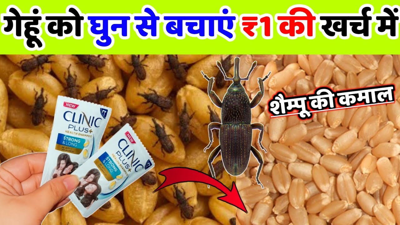 गेहूं को घुन से बचाने देशी तरीका | gehu ko ghun se kaise bachaye | gehu me ghun lag jaye to kya kare