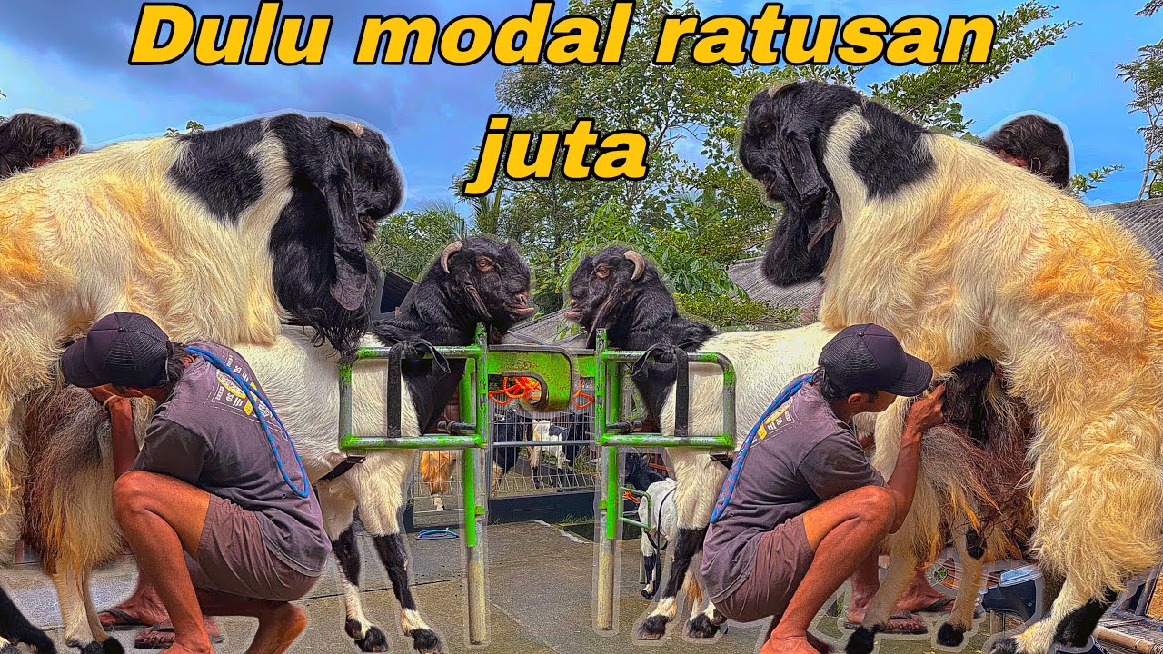 MIRIP INDUK MAHESWARA