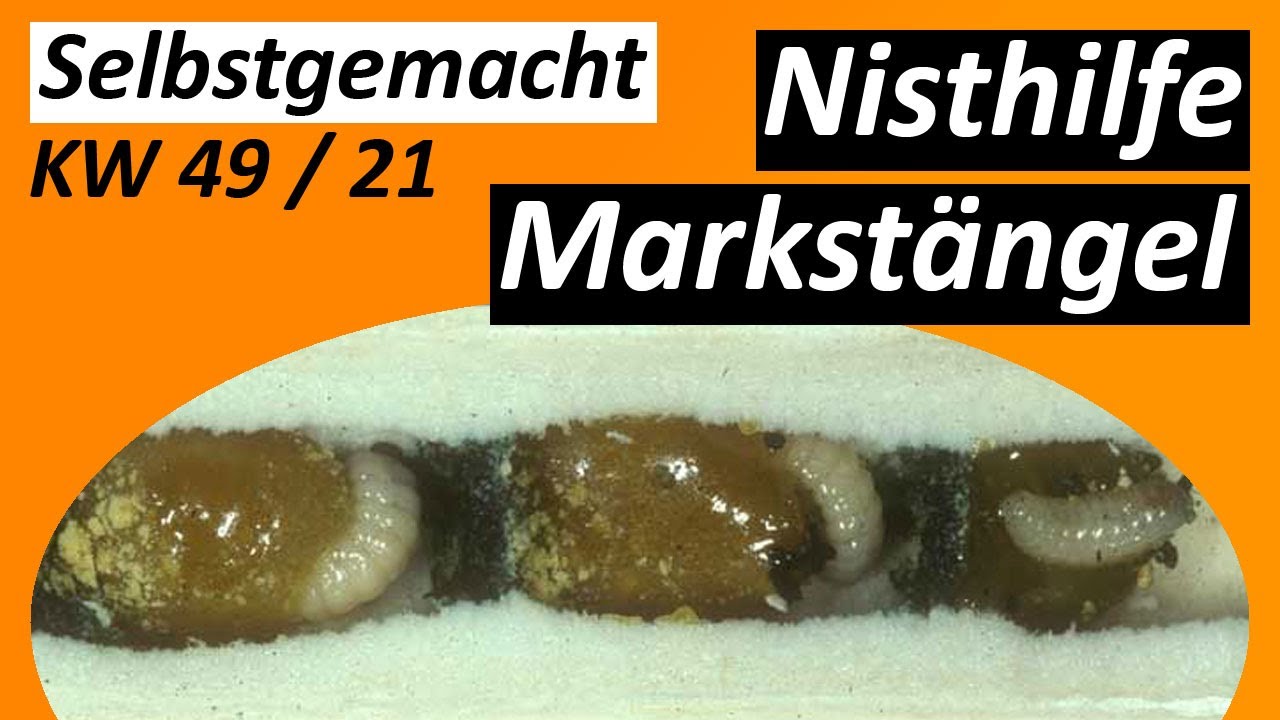 Nisthilfe Markstängel - #Selbstgemacht - KW 49 / 2021