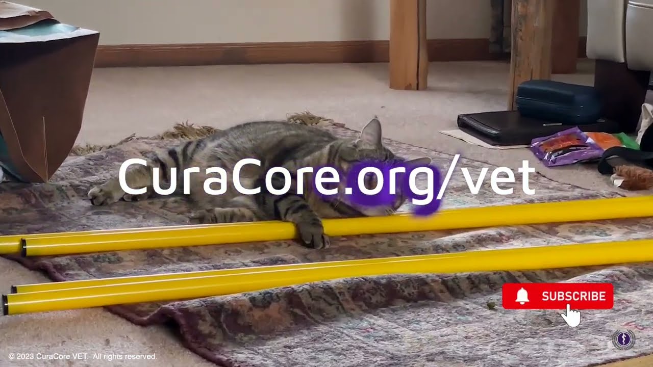 Feline Physical Therapy At A Pace That Feels Right, with Deanna Rogers, PT, CCRP, CCFT