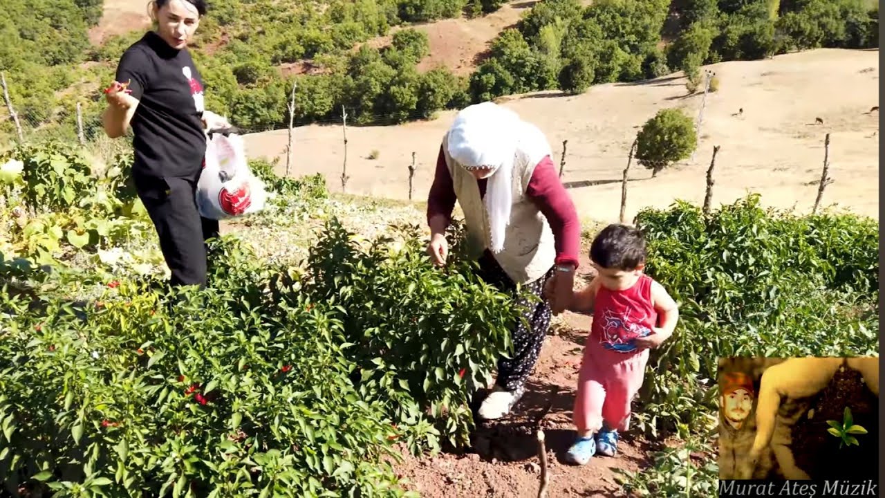Dersim/Tunceli Köylerde Organik Bostan Zamanı