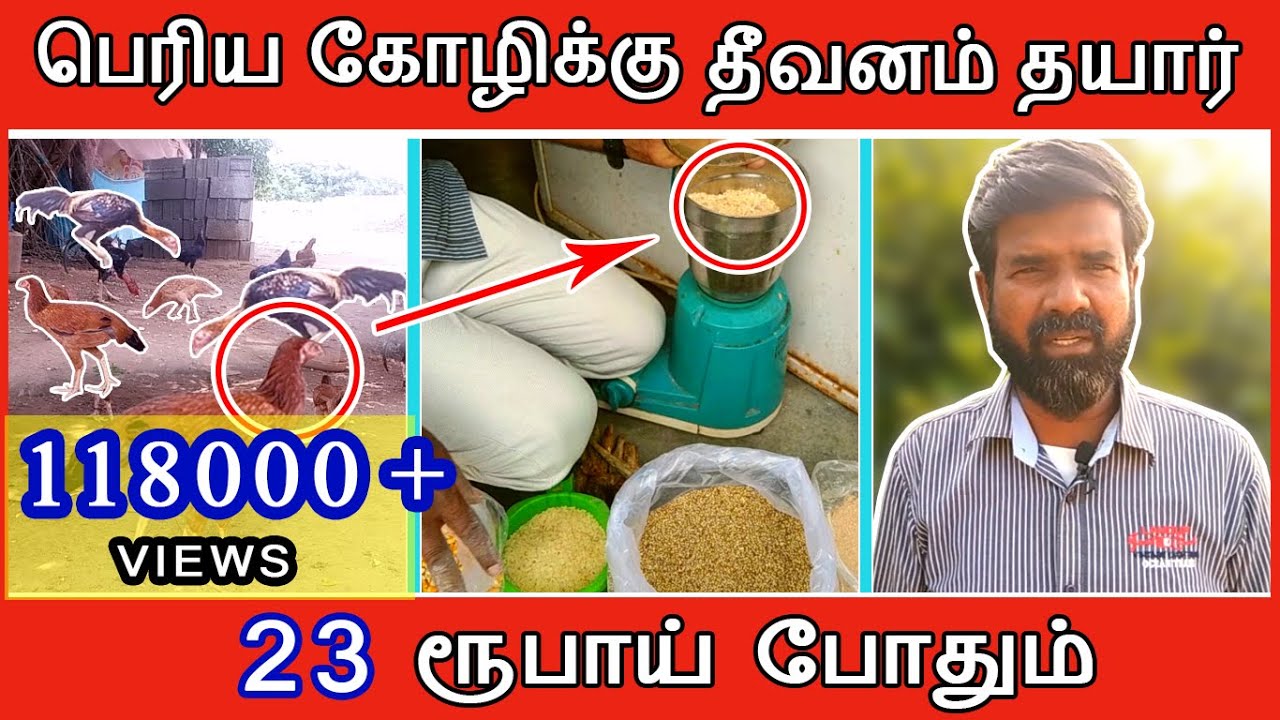 23 ரூபாயில் பெரிய கோழிகளுக்கு தீவனம் தயார் செய்யும் முறை | TAMIL | GUNA NATTUKOZHI PANNAI