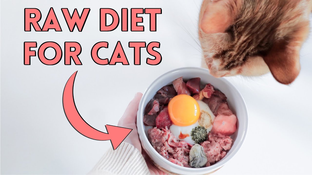 How To Raw Feed Your Cat - Nutrition Details You NEED To Know