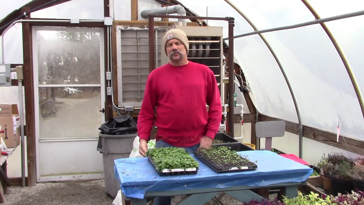 Plant Talk on Why We Purchase Plugs!