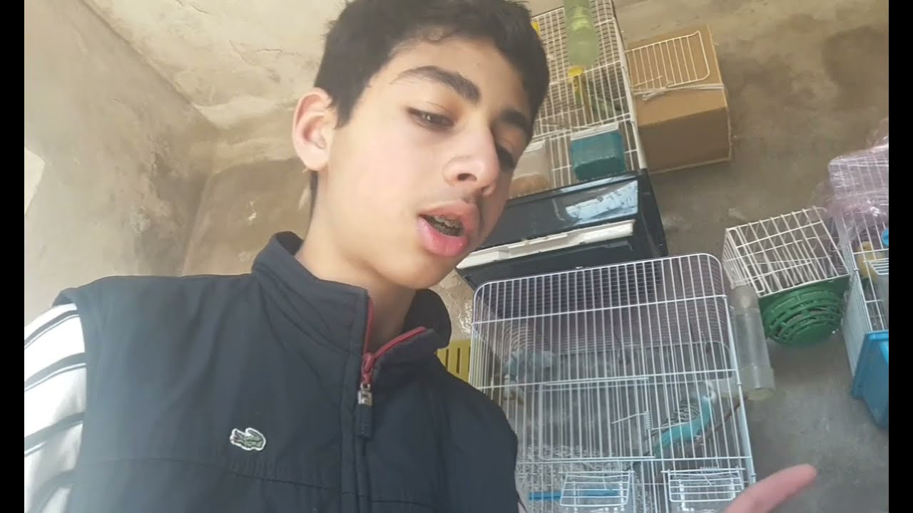 اسباب التسييف طيور و قدمت لهم الزنجبيل❤🤝❤