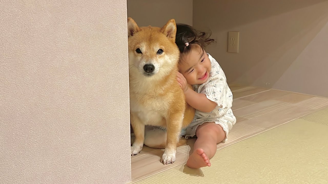 こっそりふたりだけの空間でかくれんぼする豆柴と1歳児が可愛すぎました...