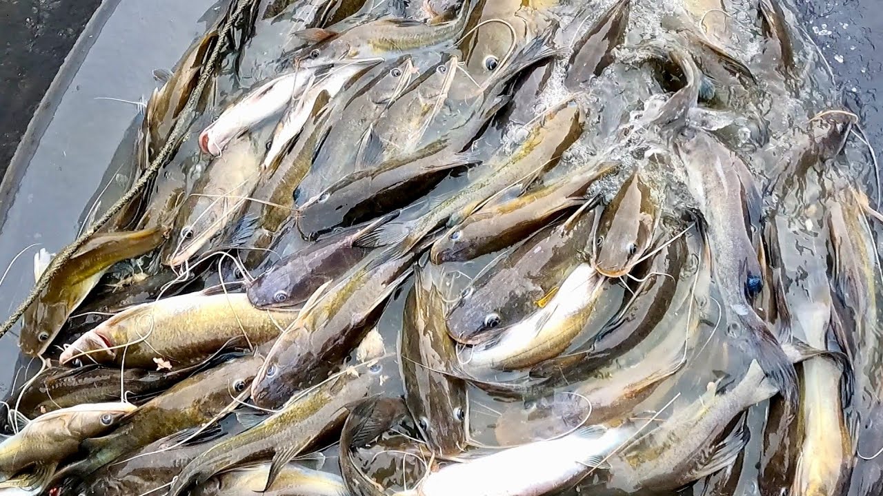 rezeki melimpah membubu ikan baung dihulu sungai #eps301