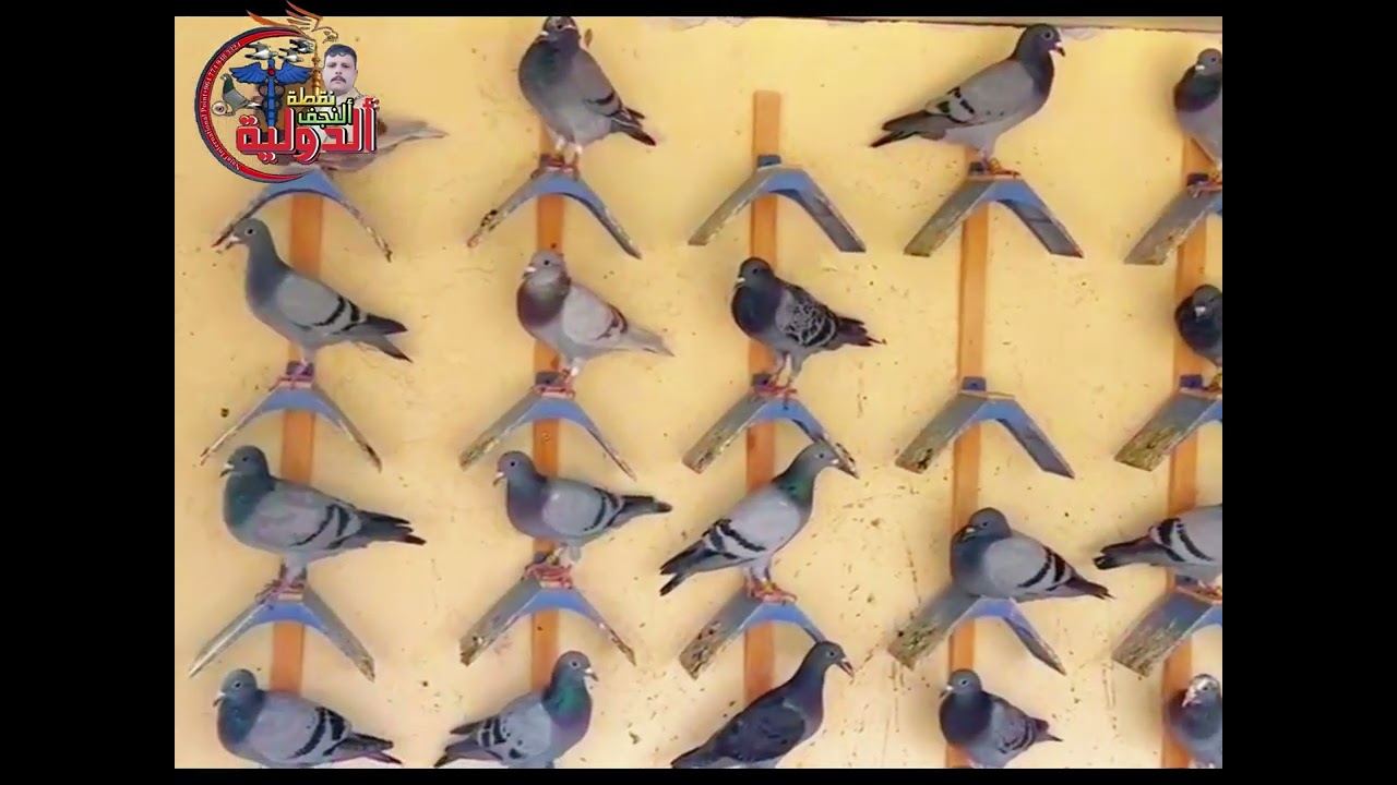 يوميات نقطة النجف الدوليه..
