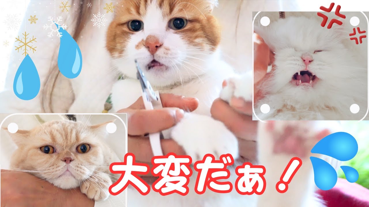 3匹の猫たちの爪切り！大鳴き！噛みつかれそうに！w 一大イベント！