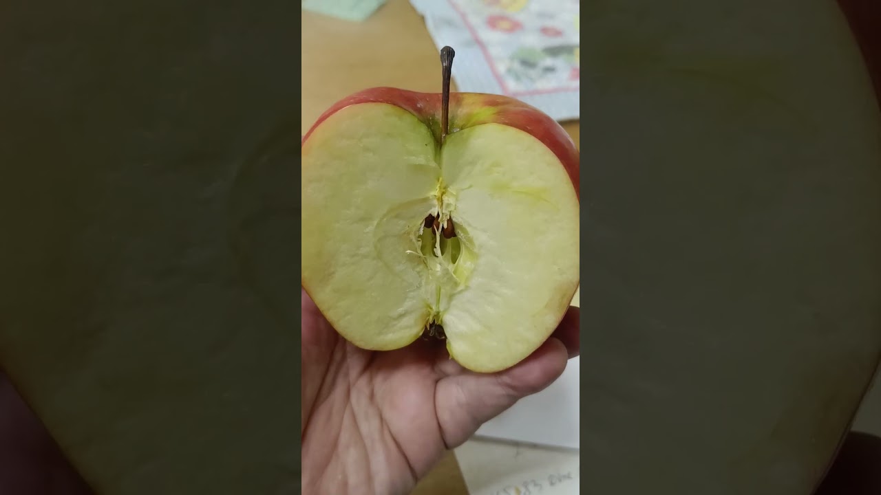 NEW APPLE VARIETIES #garden #appletree