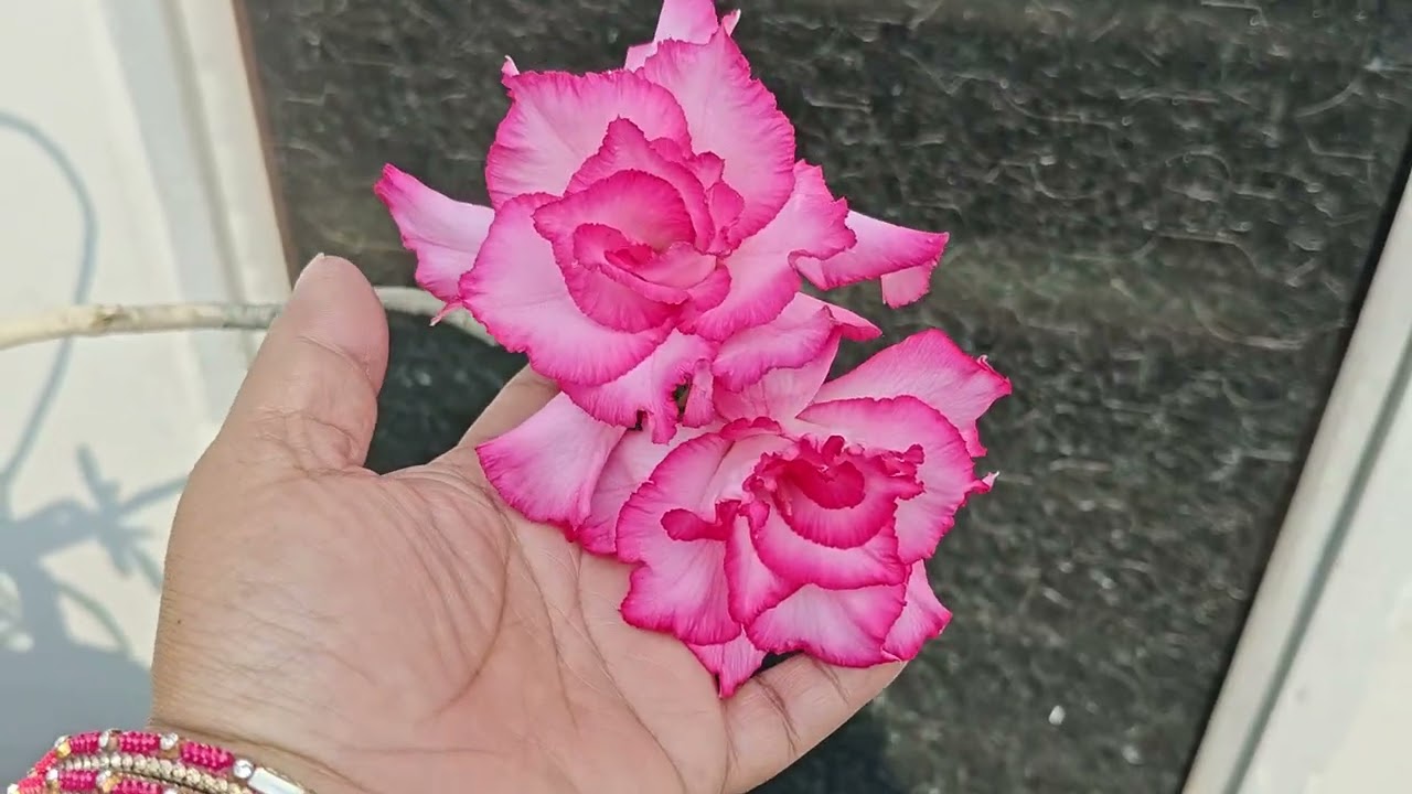 Adinium garden overview