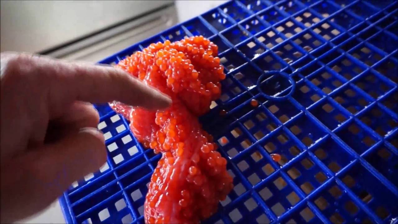 Caviar de Saumon par Sam