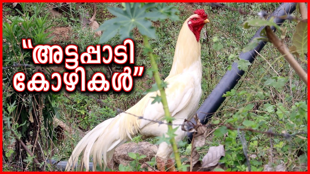 അട്ടപ്പാടി കോഴി || Attapadi desi fowl || देशी मुर्गी || നാടൻ കോഴി വളർത്തൽ ||Nadan kozhi valarthal 🐔🐓