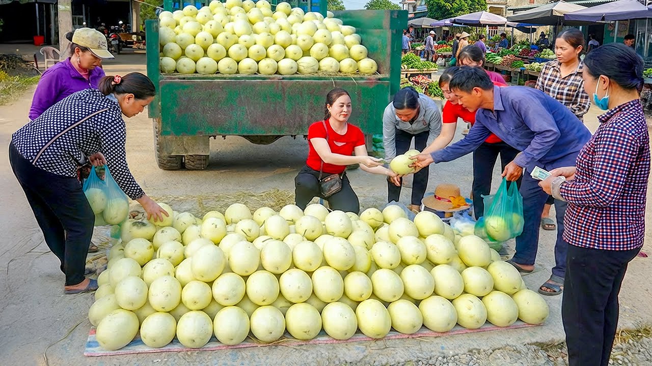 TIMELAPSE — Harvesting Many Melons from Farmer. Use Truck to Transport 1000+ Melon Go to Market Sell