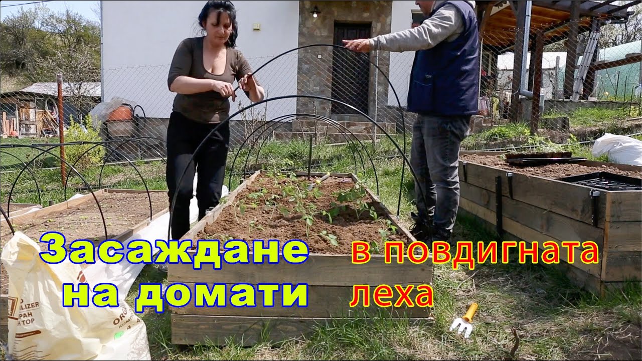 Посадка томатов на приподнятые грядки. Советы садоводам.