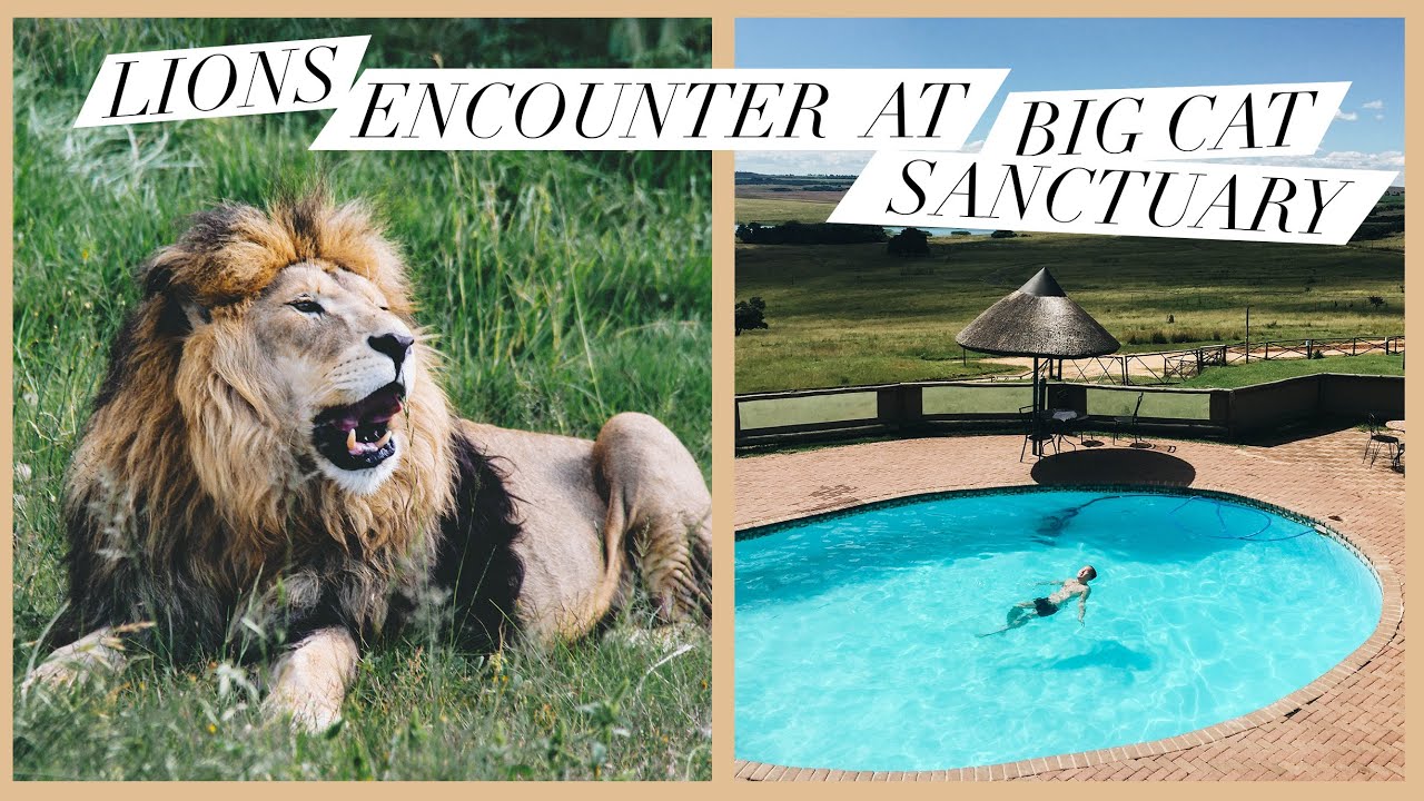 LIONS AND CHEETAHS ENCOUNTER IN SOUTH AFRICA, LIONS ROCK BIG CAT SANCTUARY | Vlog 56
