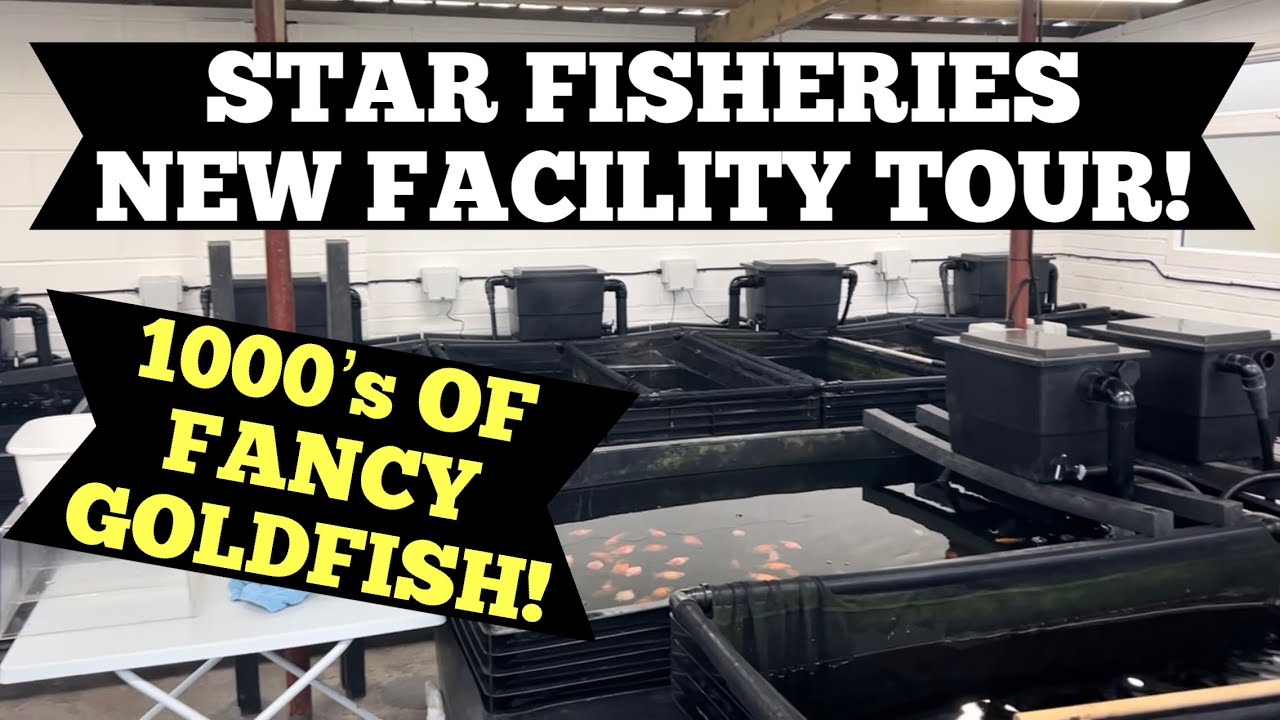 Star Fisheries - NEW FACILITY! FULL TOUR! 1000’s of Fancy Goldfish!!