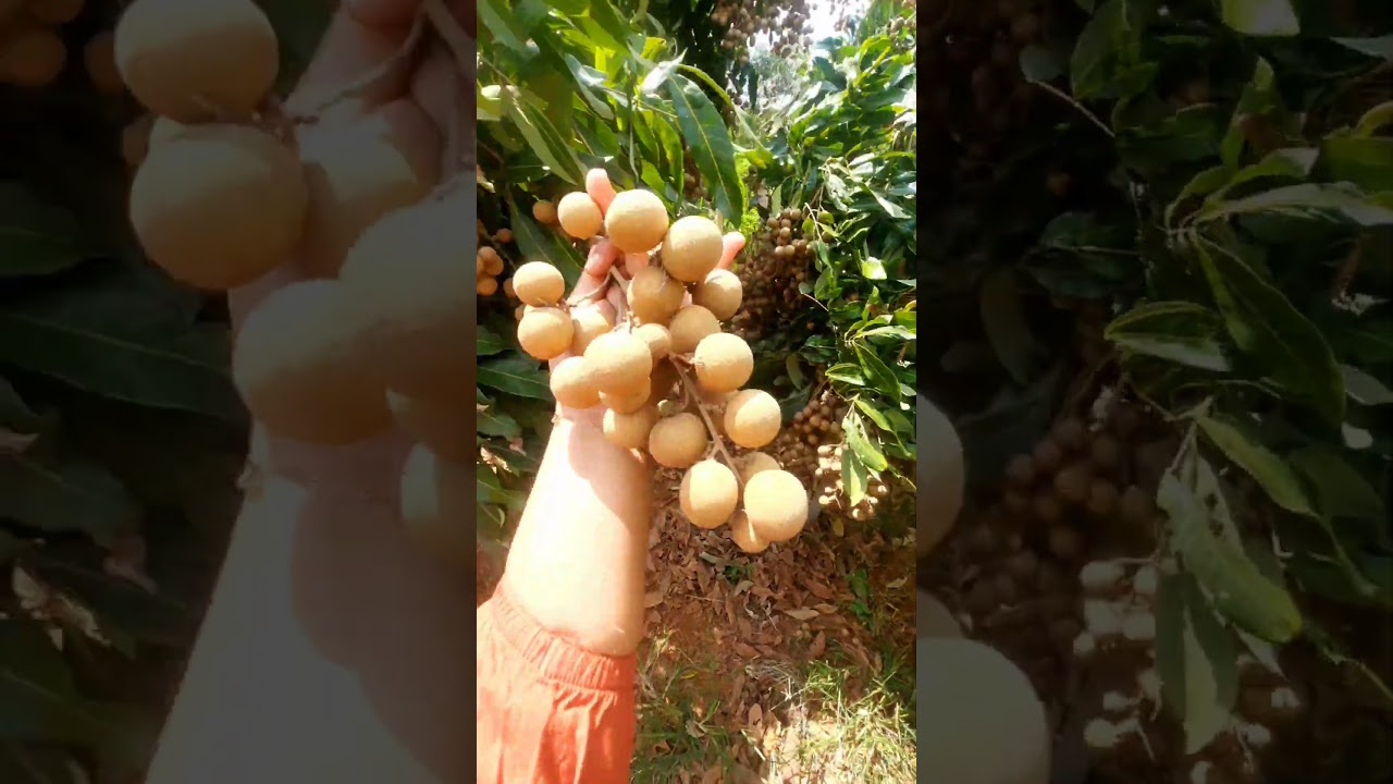 WISATA KEBUN KELENGKENG SUDAH BUKA | TIKET 30RB MAKAN SEPUASNYA🤪