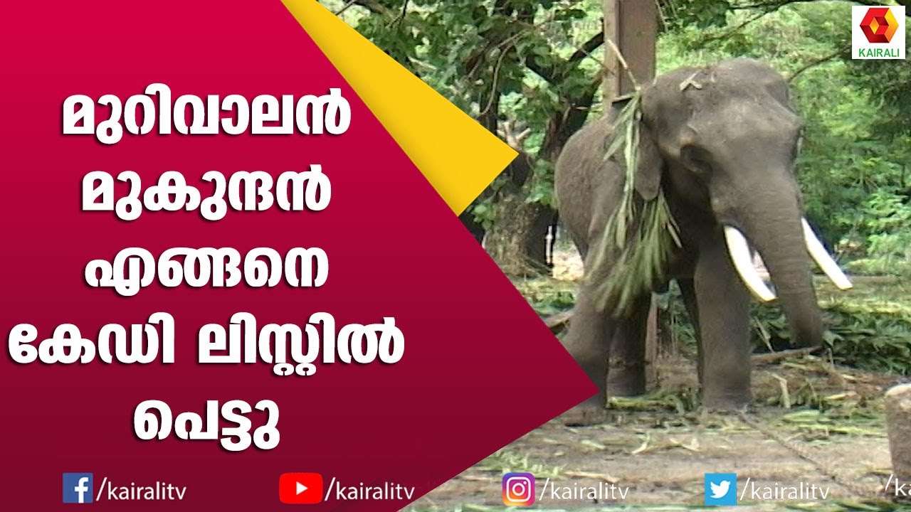 ഒറ്റയാൻ സമരവുമായി മുറിവാലൻ മുകുന്ദൻ | E for Elephant | Mukundan | TV