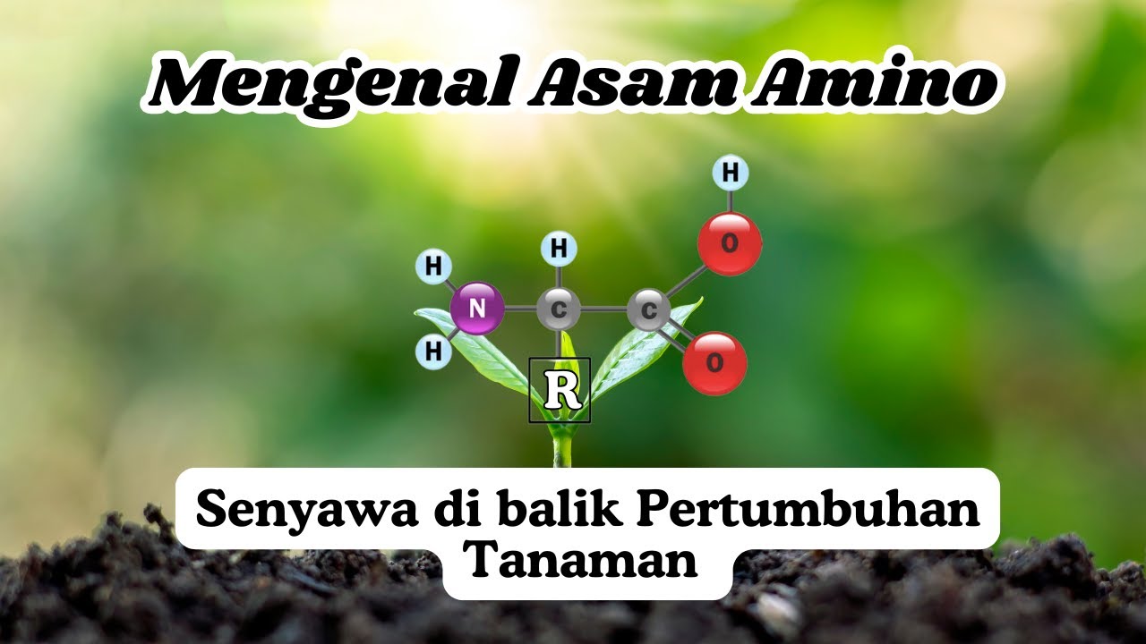 Mengenal Asam amino: Senyawa Rahasia di Balik Pertumbuhan Super Tanaman!