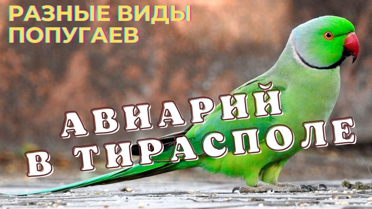 Авиарий в Тирасполе/Открытие вольера для попугаев в Тираспольском парке/Екатерининский парк/Попугаи
