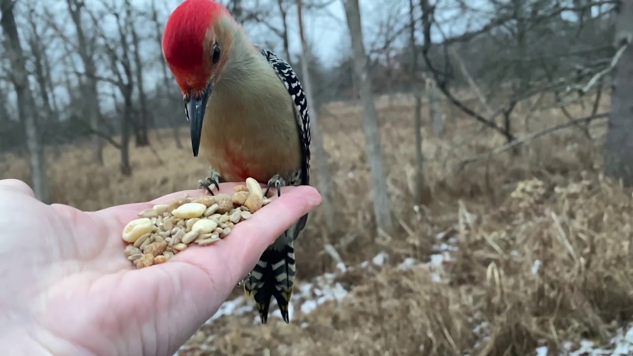 Hand-feeding Birds in Slow Mo - Red-bellied Woodpecker