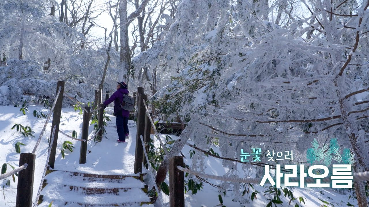 눈꽃 찾으러 가요 | 오늘숲에는 | 사라오름 | KBS제주 260210방송