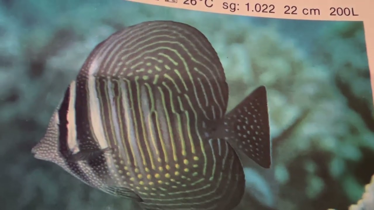 Pez cirujano de velo dos especies/ zebrasoma veliferum/ zebrasoma desjardini / ideal para novatos