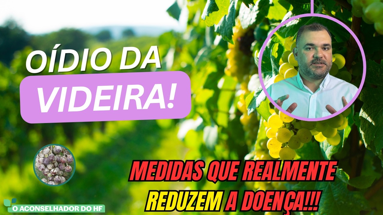 OÍDIO DA VIDEIRA: O GUIA DE CONTROLE VARIETAL E CULTURAL QUE PRODUTORES PRECISAM!