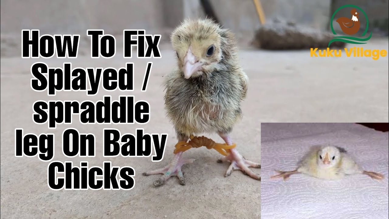 HOW TO FIX SPLAYED LEG | spraddle leg in Chicks